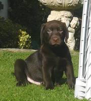 chocolate labrador puppies for sale