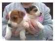 2 semi smooth coated jack russell puppies. 1 boy 1 girl, ....