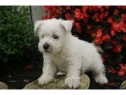 Westie Puppies Available