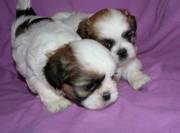 Home Trained Shih Tzu Puppies For Sale