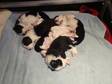 Pedigree KC Registered Border Collie Puppies in Henley on Thames,  Oxon