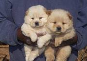Male And Female Chow Chow Puppies For Pet Lovers