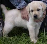 Sweet looking Labrador puppy for adoption to good home