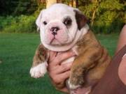 Affectionate English Bull Dog Puppies ready to go