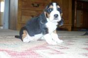Charming Basset Hound Puppies Now Ready To Go