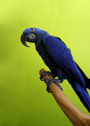 Macaw parrots available for free adoption