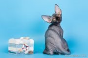 Котята породы канадский сфинкс,  плем. пары.