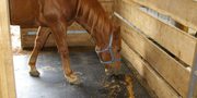 Rubber Matting Services For Stables
