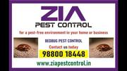 Bed Bug Treatment 100 % Kills Bed Bugs