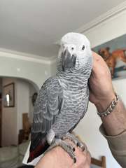 Congo RedTail African grey parrots 
